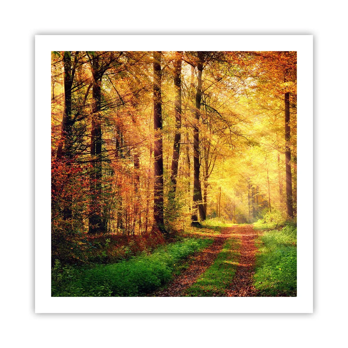 Poster - Waldgoldene Stille - 60x60 cm