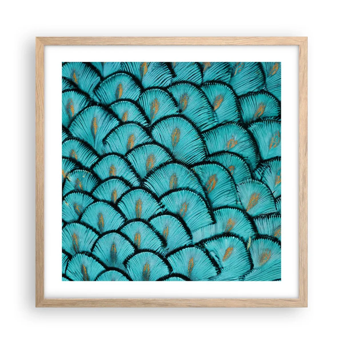 Poster in einem Rahmen aus heller Eiche - Große Federgala - 50x50 cm