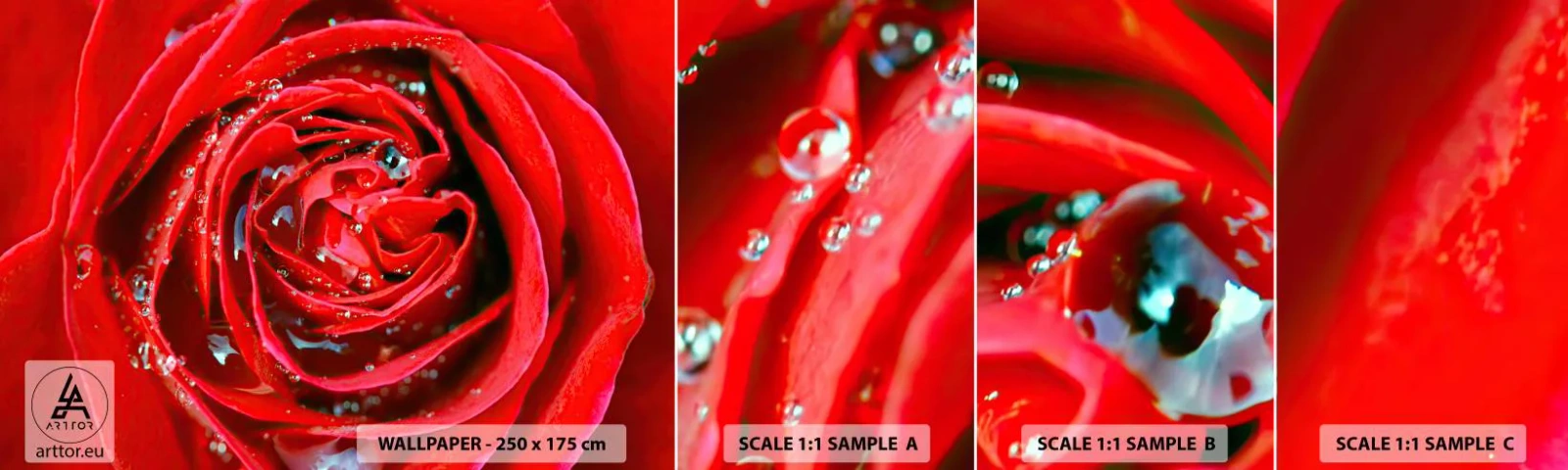 Fototapeten Muster Selbstklebend Deluxe Sticker - In den Tautropfen - Blumen, Rote Rose, Liebe - 100x30 cm