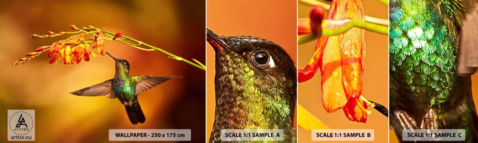 Fototapeten Muster Selbstklebend Deluxe Sticker - Ein Lichtbote nach den Maya - Kolibri, Vogel, Natur - 100x30 cm