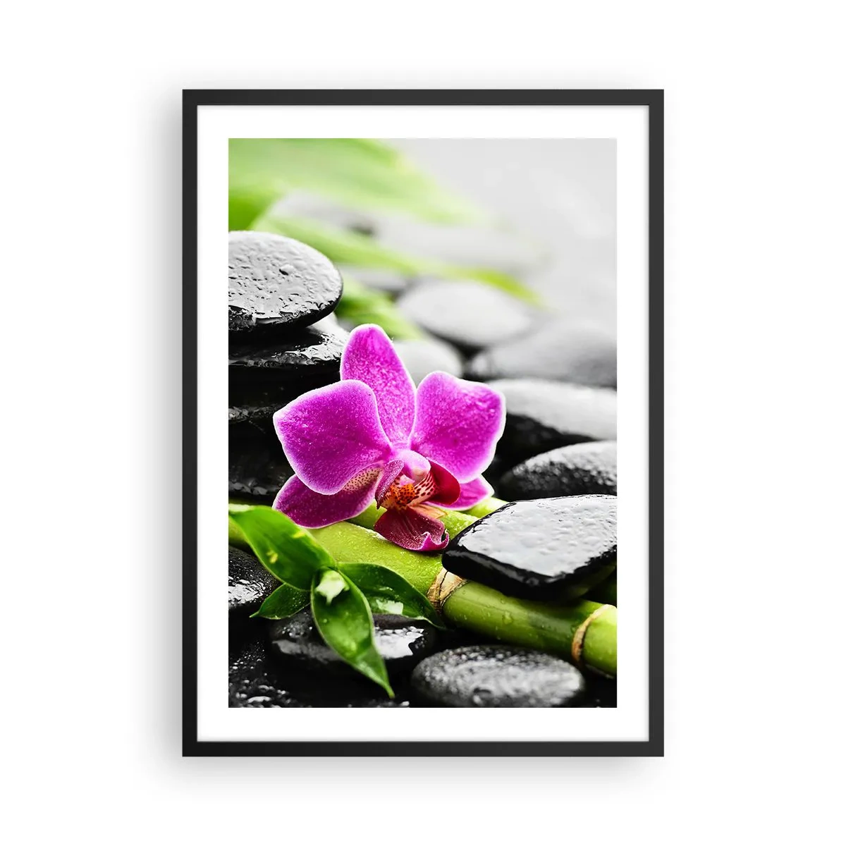 Poster in einem schwarzem Rahmen - Lila Orchidee auf nassen Steinen und grünen Blättern - 50x70cm - In ruhiger Balance - Moderne Wanddekoration für Wohnzimmer und Schlafzimmer ARTTOR