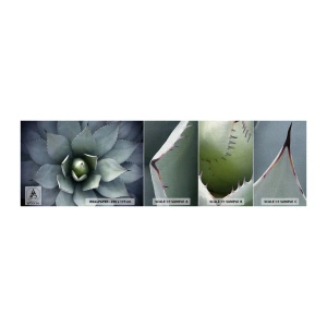 Fototapeten Muster Premium Canvas - Es lockt an und warnt - Agavenblüte, Agave, Exotik - 100x30 cm