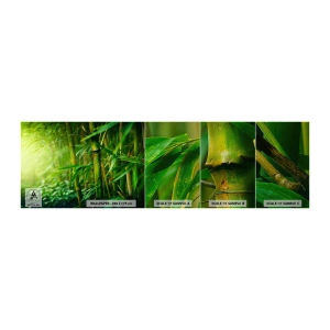 Fototapeten Muster Premium Sand - Lerne Grün selbst kennen - Anlage, Bambus, Dschungel - 100x30 cm