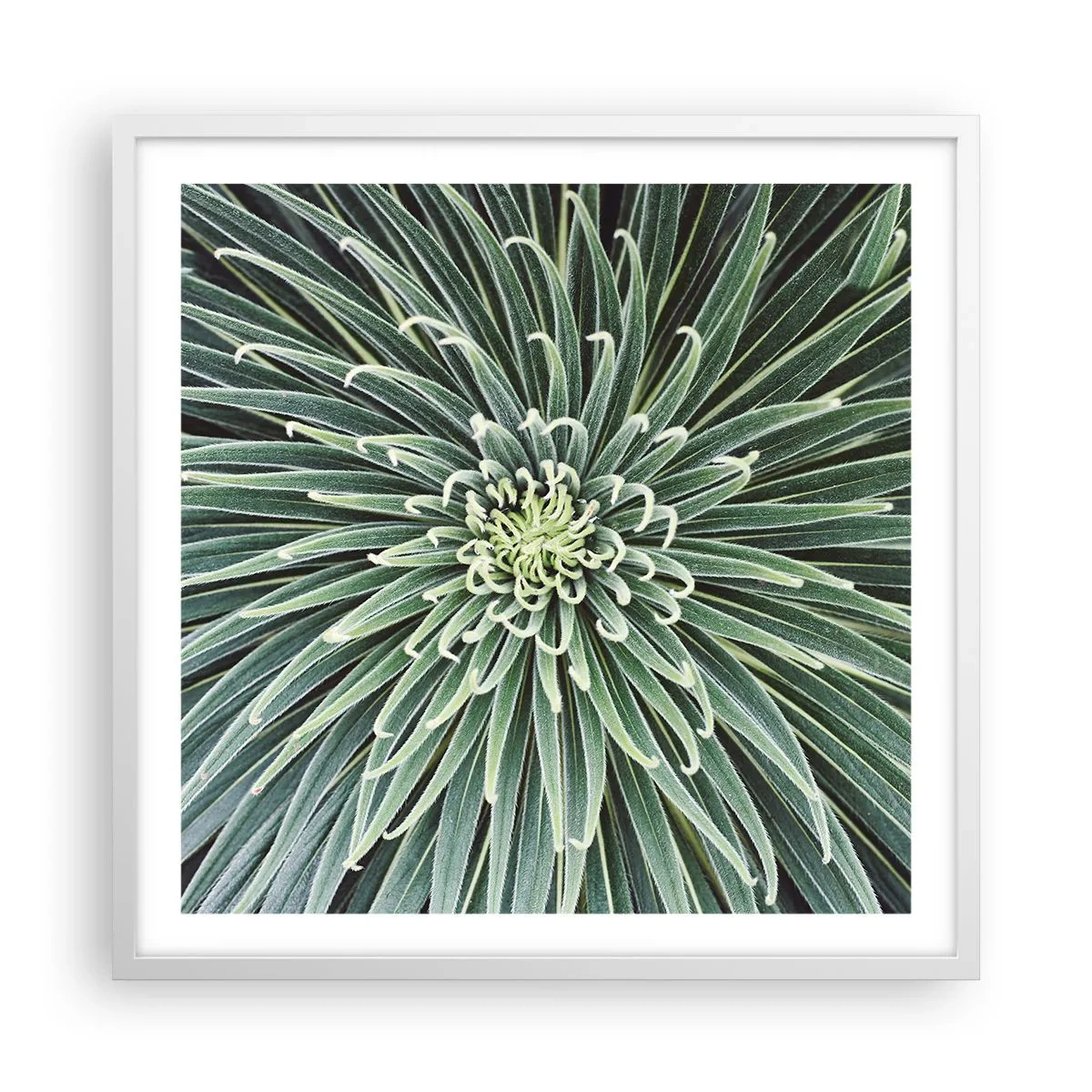 Poster in einem weißen Rahmen - Ein Star ist geboren - 60x60 cm