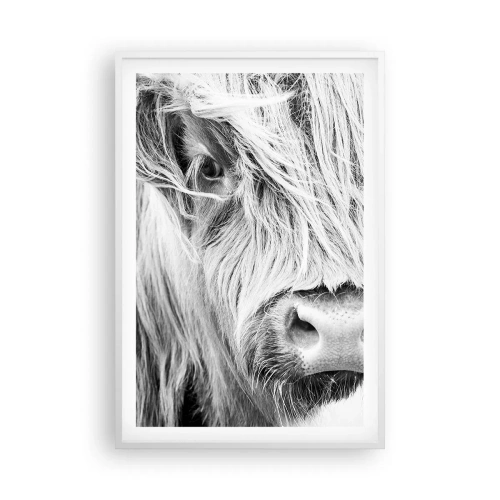 Poster in einem weißen Rahmen - Schottische Wildheit - 61x91 cm