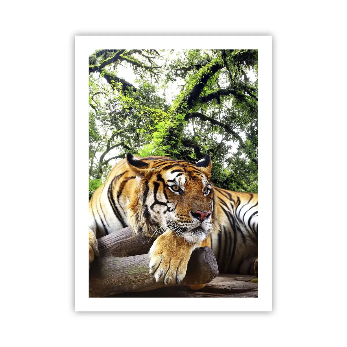 Poster - Ein Tiger ruht zwischen den grünen Bäumen - 50x70cm - Hochachtungsvoll - Moderne Wanddekoration für Wohnzimmer und Schlafzimmer ARTTOR