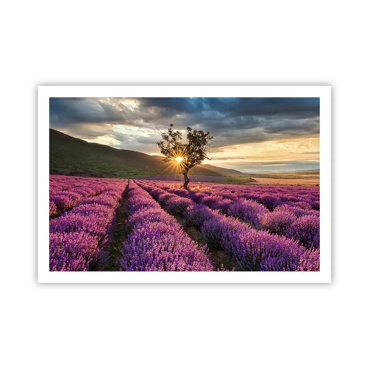 Poster - Fliederfarbenes Aroma - 91x61 cm