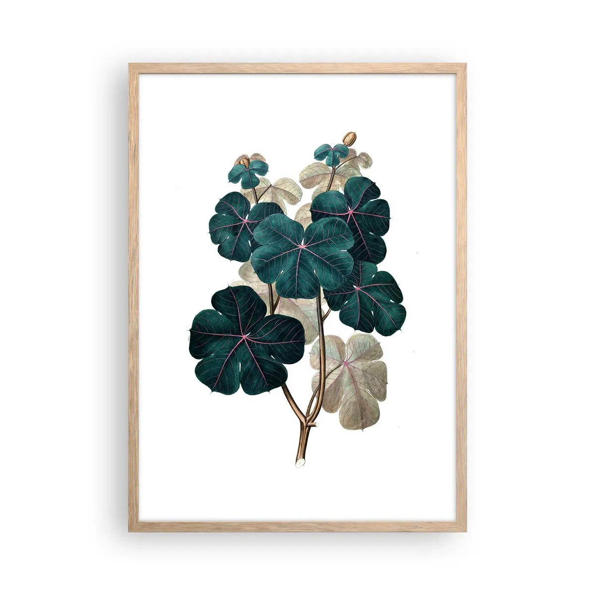 Poster in einem Rahmen aus heller Eiche - Aus dem alten Herbarium - 50x70 cm