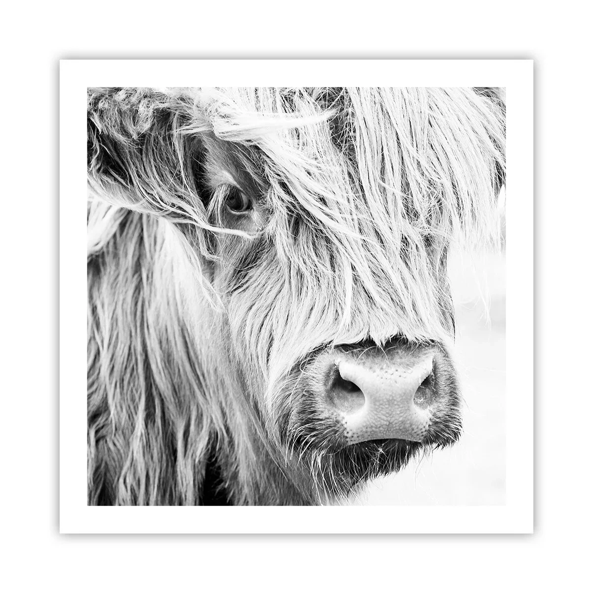 Poster - Schottische Wildheit - 60x60 cm