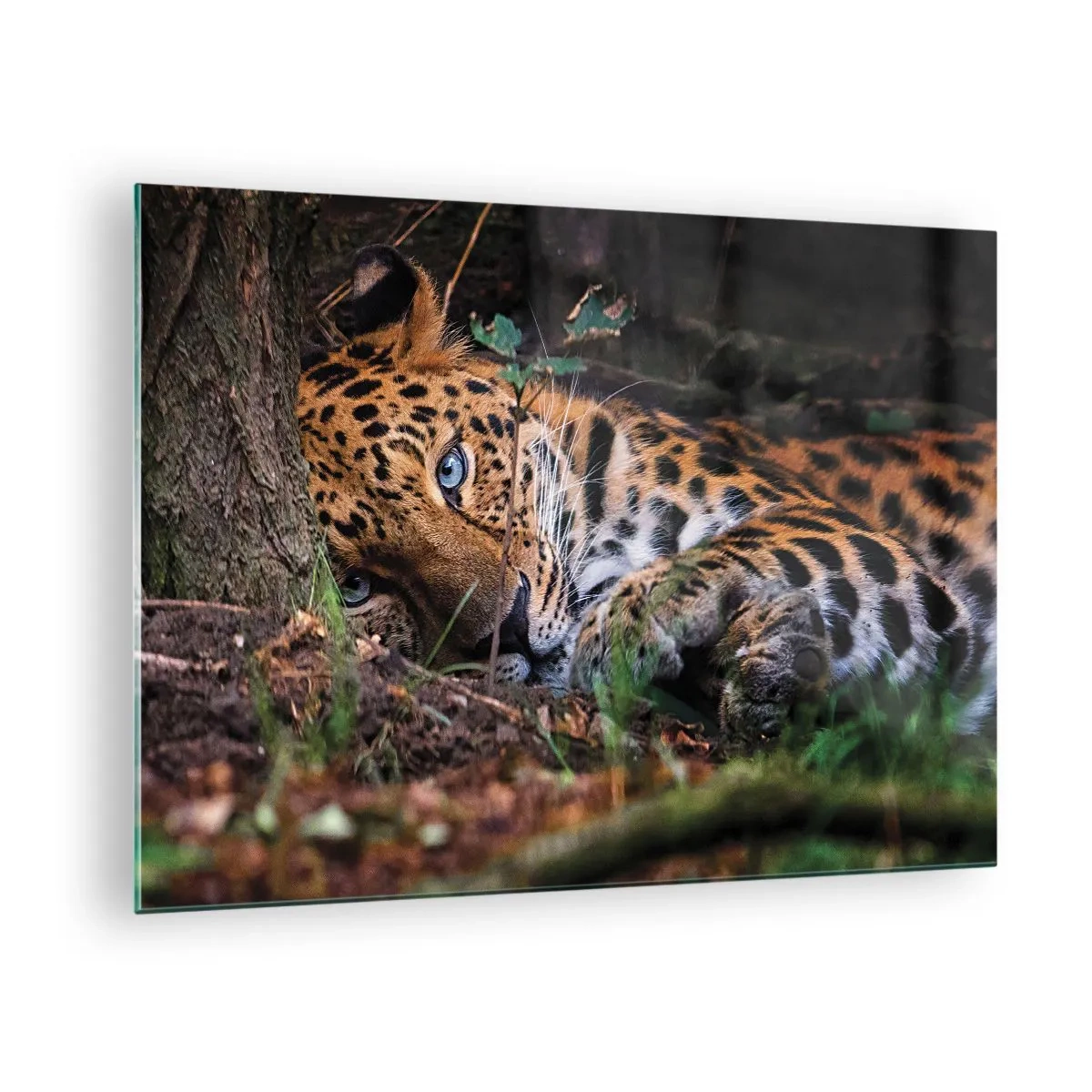 Glasbild - Bild auf glas - Ein Jaguar liegt auf dem Boden und blickt ruhig in die Kamera. - 70x50cm - Vertrau mir - Moderne Wanddekoration für Wohnzimmer und Schlafzimmer ARTTOR