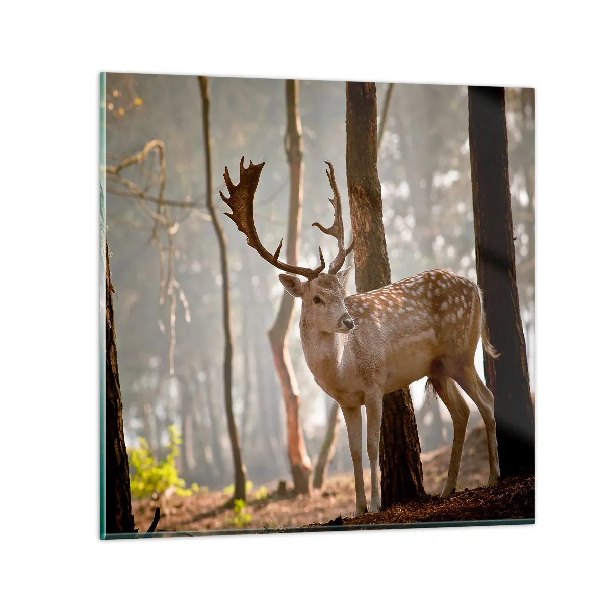 Glasbild - Bild auf glas - Das Licht der Jugend - 60x60 cm