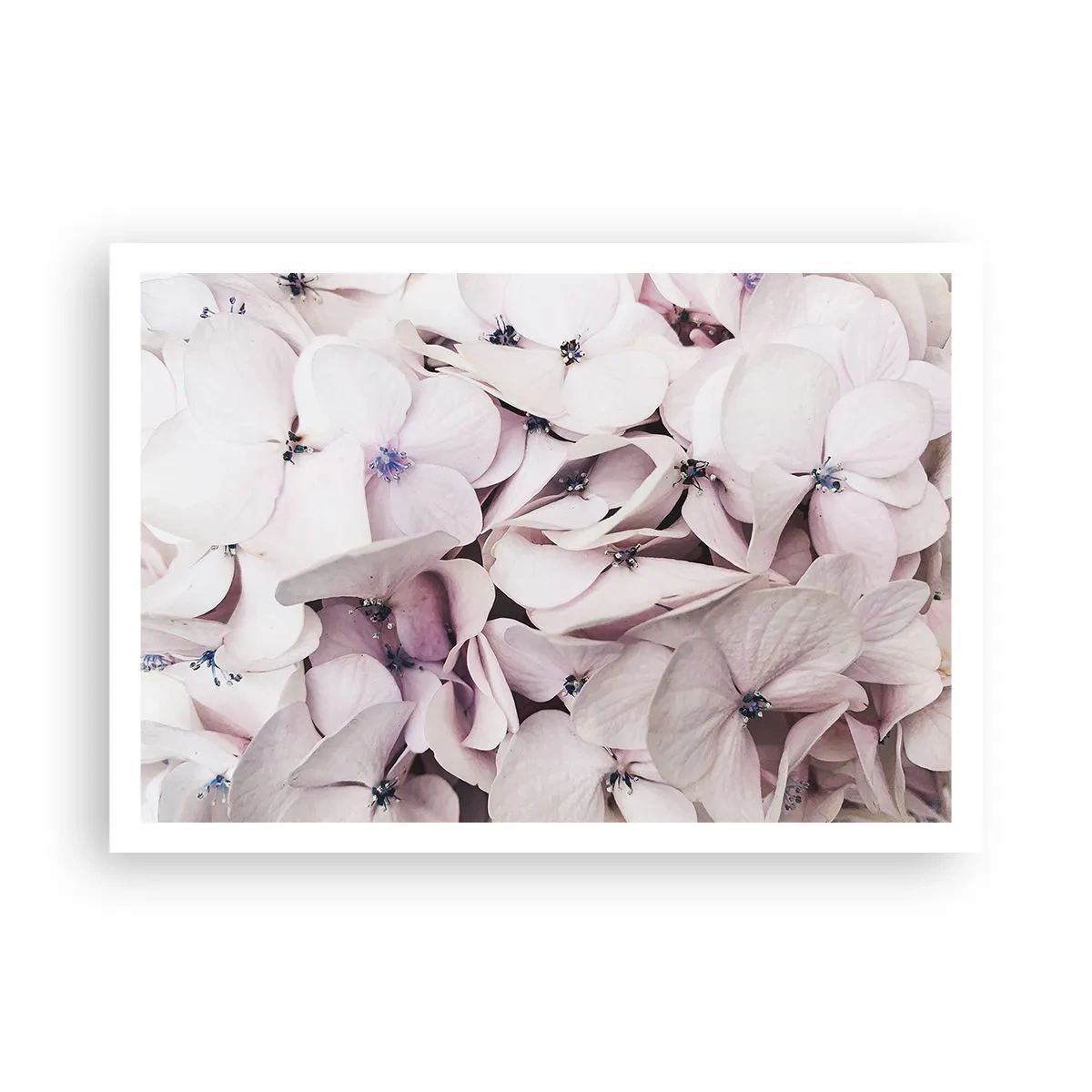 Poster - Zarte weiße Hortensien in Pastelltönen - 100x70cm - In einer Blumenflut - Moderne Wanddekoration für Wohnzimmer und Schlafzimmer ARTTOR