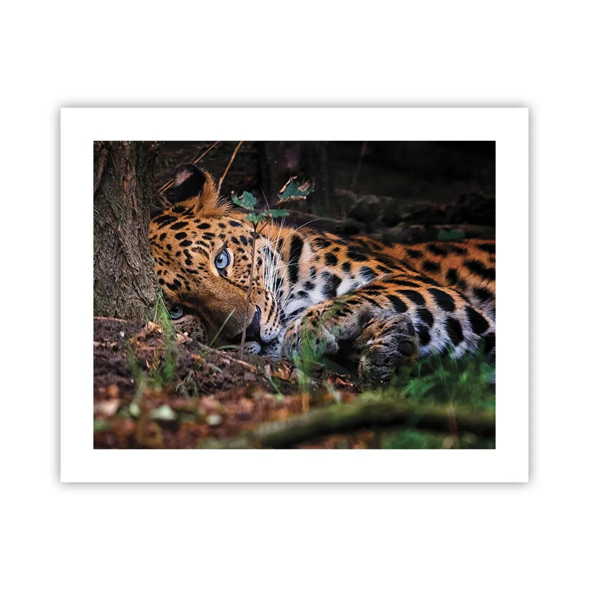 Poster - Vertrau mir - 50x40 cm