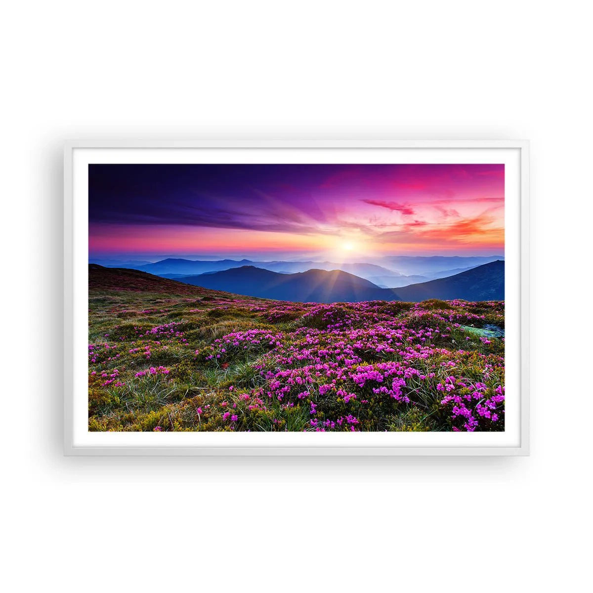 Poster in einem weißen Rahmen - Kräuter dufteten nach frischen Trauben von den Feldern - 91x61 cm