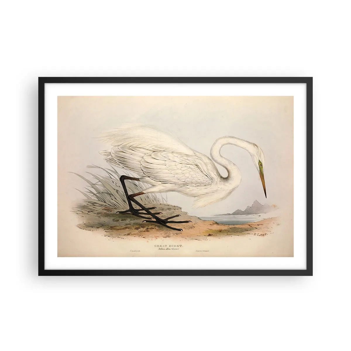 Poster in einem schwarzem Rahmen - Zeichnung eines weißen Reihers vor einem natürlichen Landschaftshintergrund - 70x50cm - Dame auf den Binsen - Moderne Wanddekoration für Wohnzimmer und Schlafzimmer ARTTOR