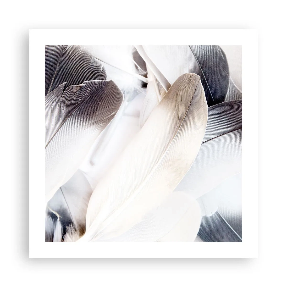 Poster - Fast engelhaft - 50x50 cm