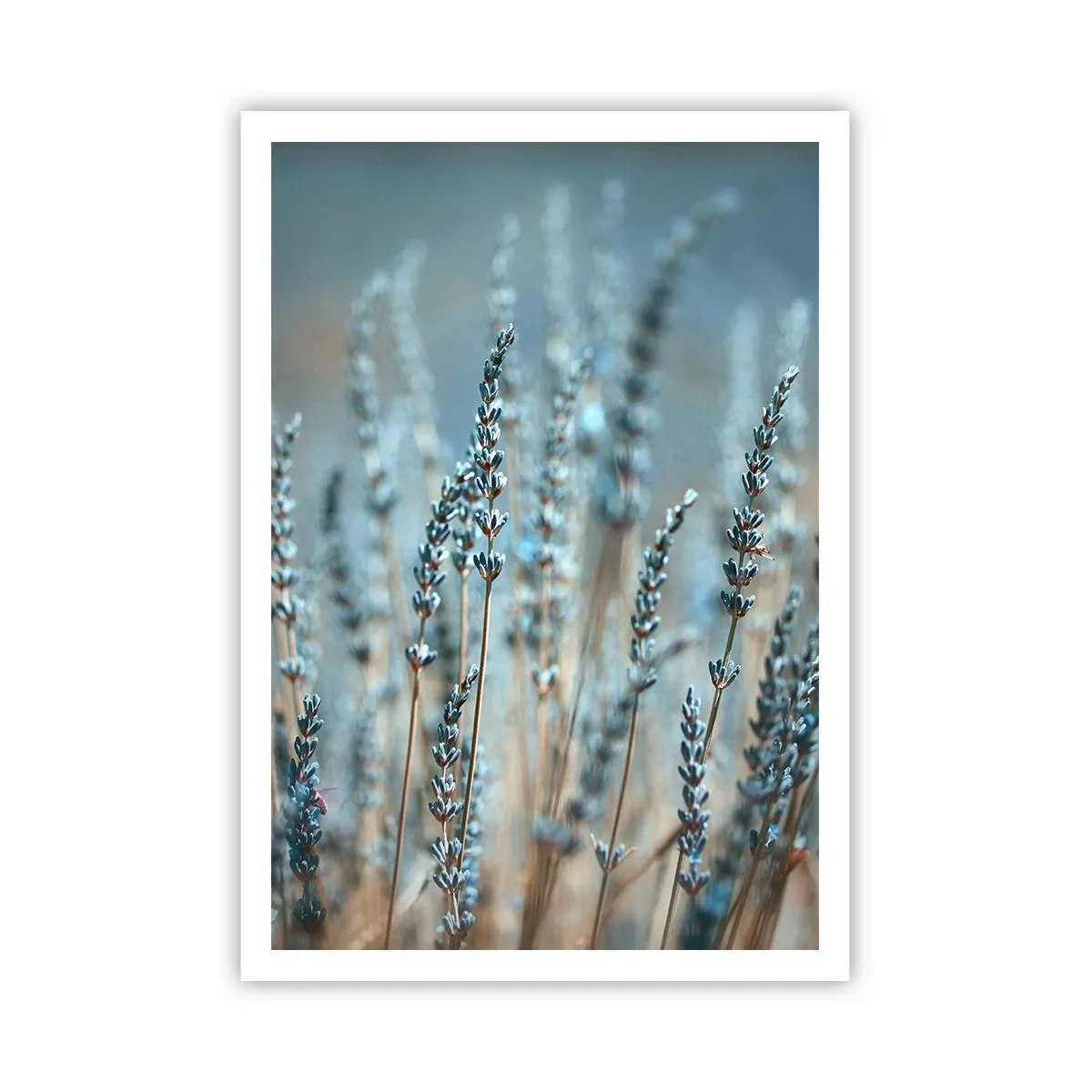 Poster - Duftendes Kornfeld - 70x100 cm