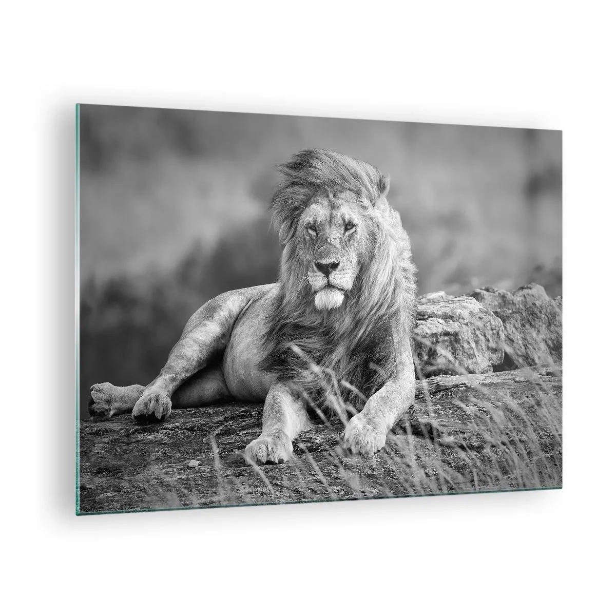 Glasbild - Bild auf glas - Ein Löwe ruht auf einem Felsen in einer monochromen Landschaft. - 70x50cm - Königliche Siesta - Moderne Wanddekoration für Wohnzimmer und Schlafzimmer ARTTOR