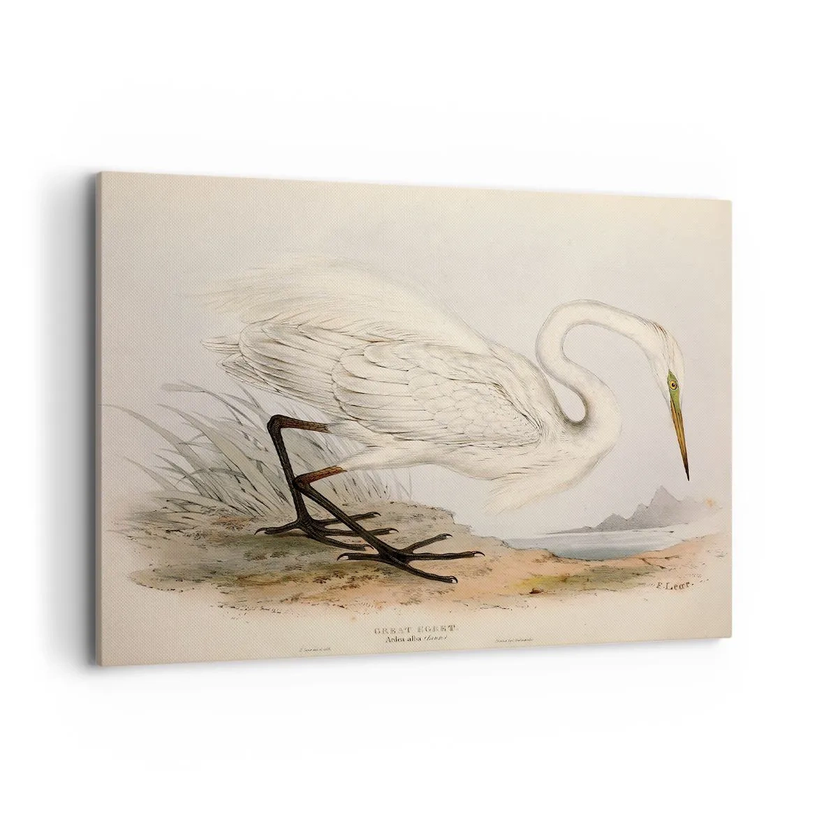 Bild auf Leinwand - Leinwandbild - Zeichnung eines weißen Reihers vor einem natürlichen Landschaftshintergrund - 100x70cm - Dame auf den Binsen - Moderne Wanddekoration für Wohnzimmer und Schlafzimmer ARTTOR