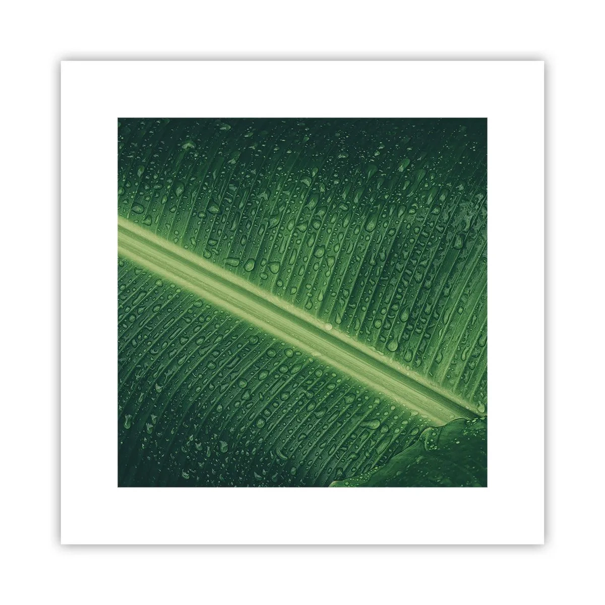 Poster - Die Struktur des Grüns - 30x30 cm