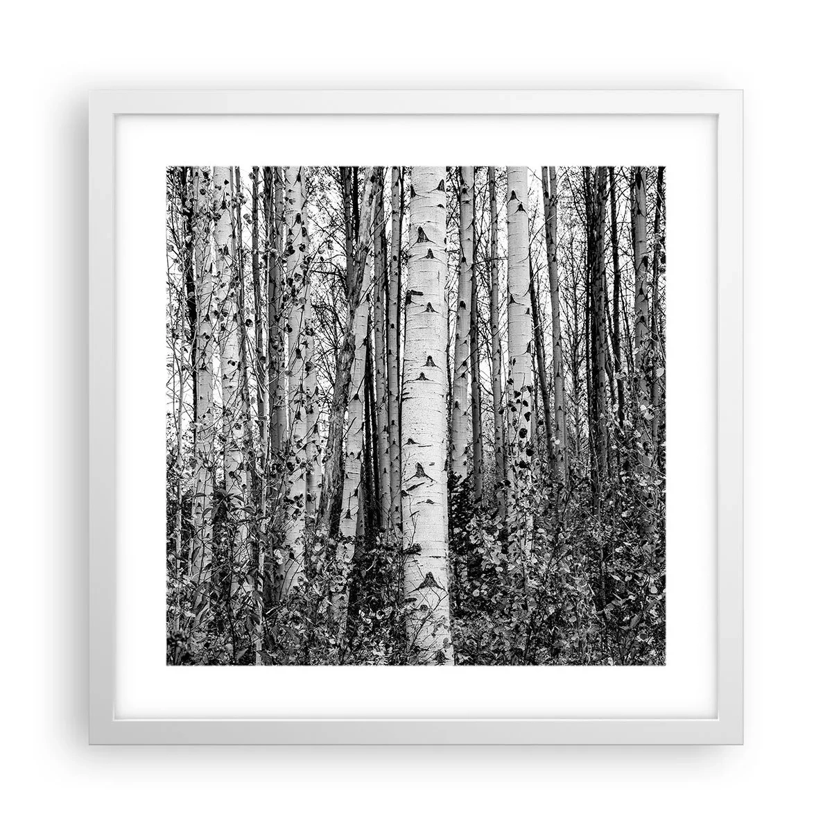 Poster in einem weißen Rahmen - Birkenkolonnade - 40x40 cm