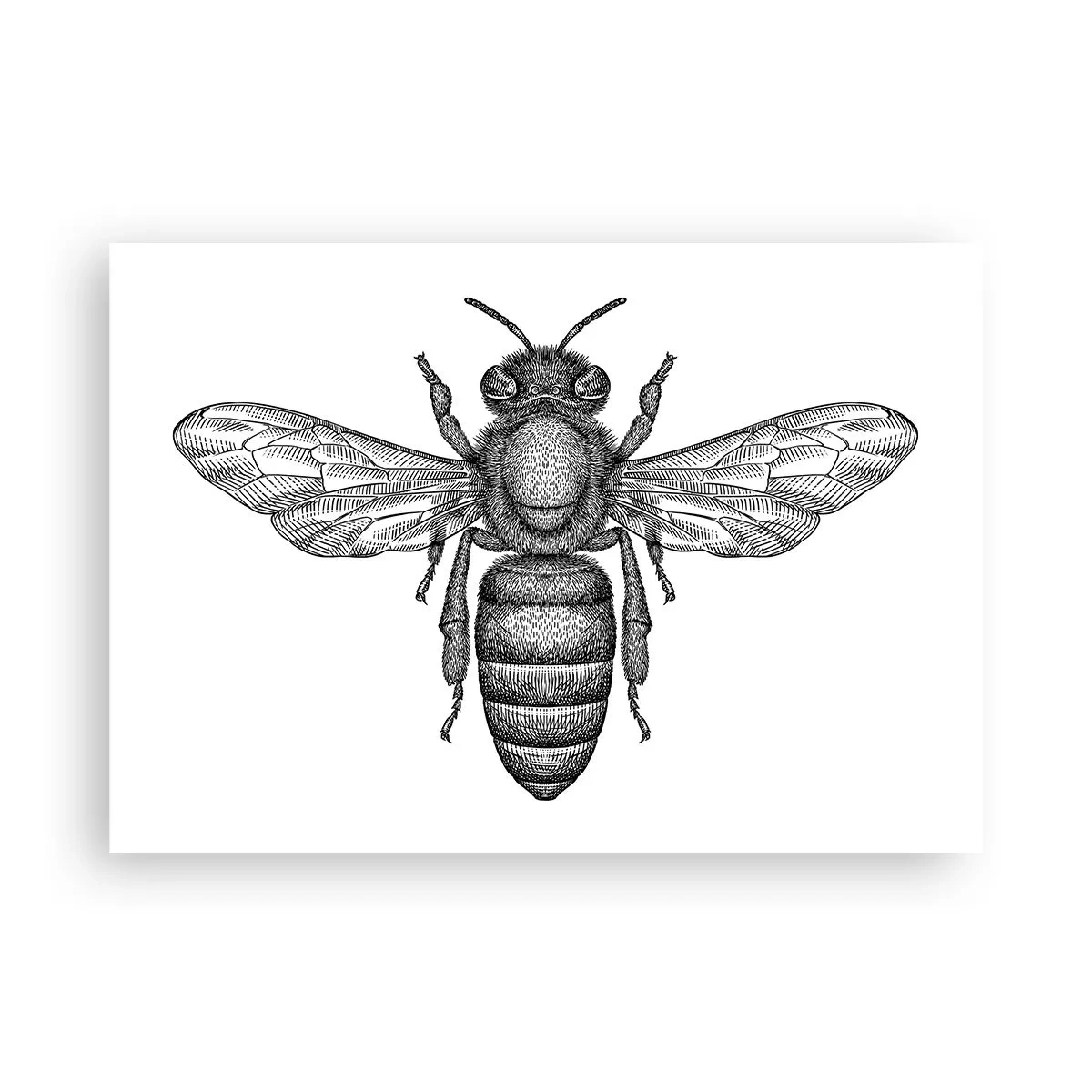 Poster - Ein Cartoon-Bienenmotiv auf weißem Hintergrund im minimalistischen Stil. - 100x70cm - Insektenporträt - Moderne Wanddekoration für Wohnzimmer und Schlafzimmer ARTTOR