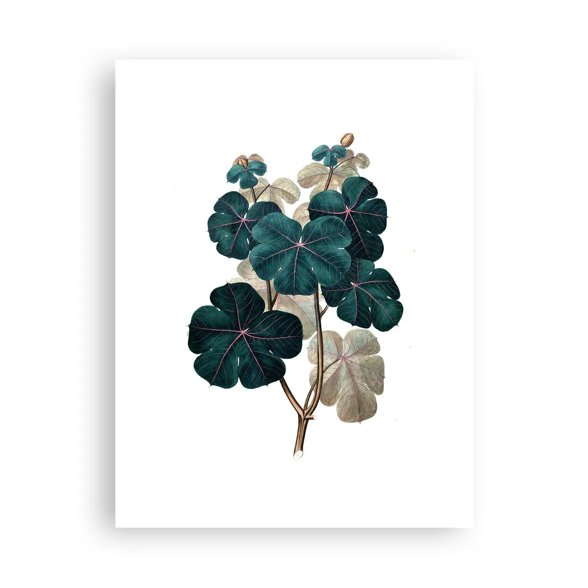 Poster - Aus dem alten Herbarium - 30x40 cm