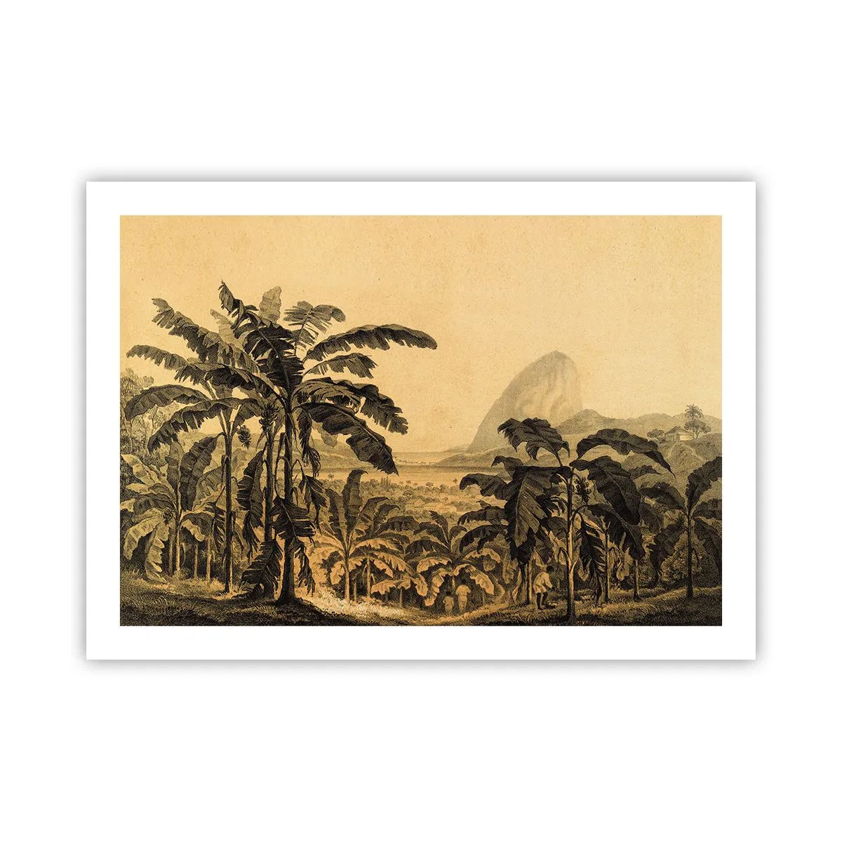 Poster - in einem kolonialen Klima - 70x50 cm