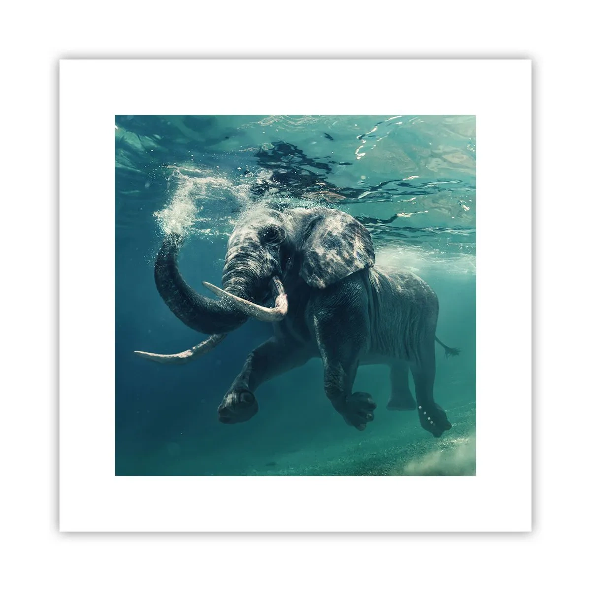 Poster - Jeder schwimmt gerne - 30x30 cm