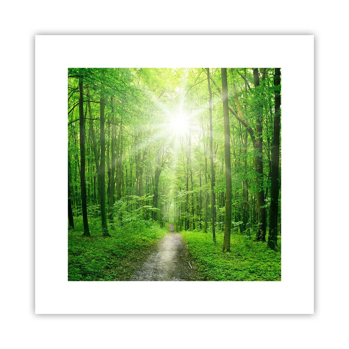 Poster - Die grüne Kathedrale - 30x30 cm