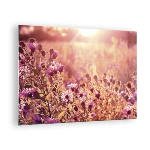 Glasbild - Bild auf glas - Lila Blumen auf der Wiese im Licht der untergehenden Sonne - 70x50cm - Bevor der Sommer vorbei ist - Moderne Wanddekoration für Wohnzimmer und Schlafzimmer ARTTOR