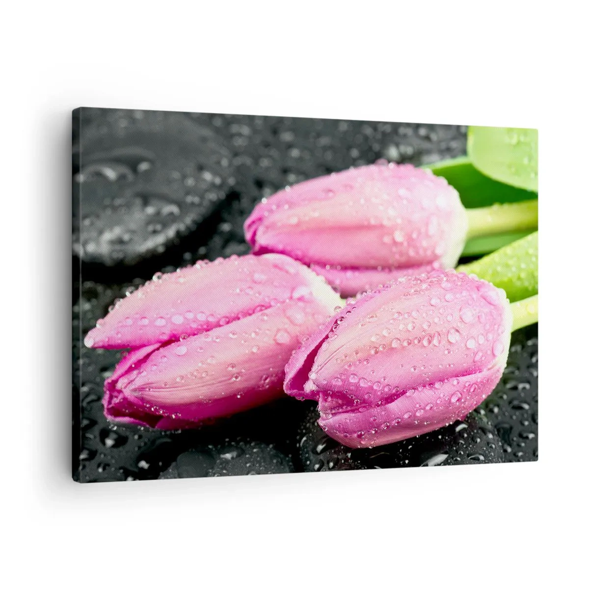 Bild auf Leinwand - Leinwandbild - Drei rosa Tulpen mit Wassertropfen auf schwarzem Hintergrund - 70x50cm - Liladrei auf schwarzem Stein - Moderne Wanddekoration für Wohnzimmer und Schlafzimmer ARTTOR