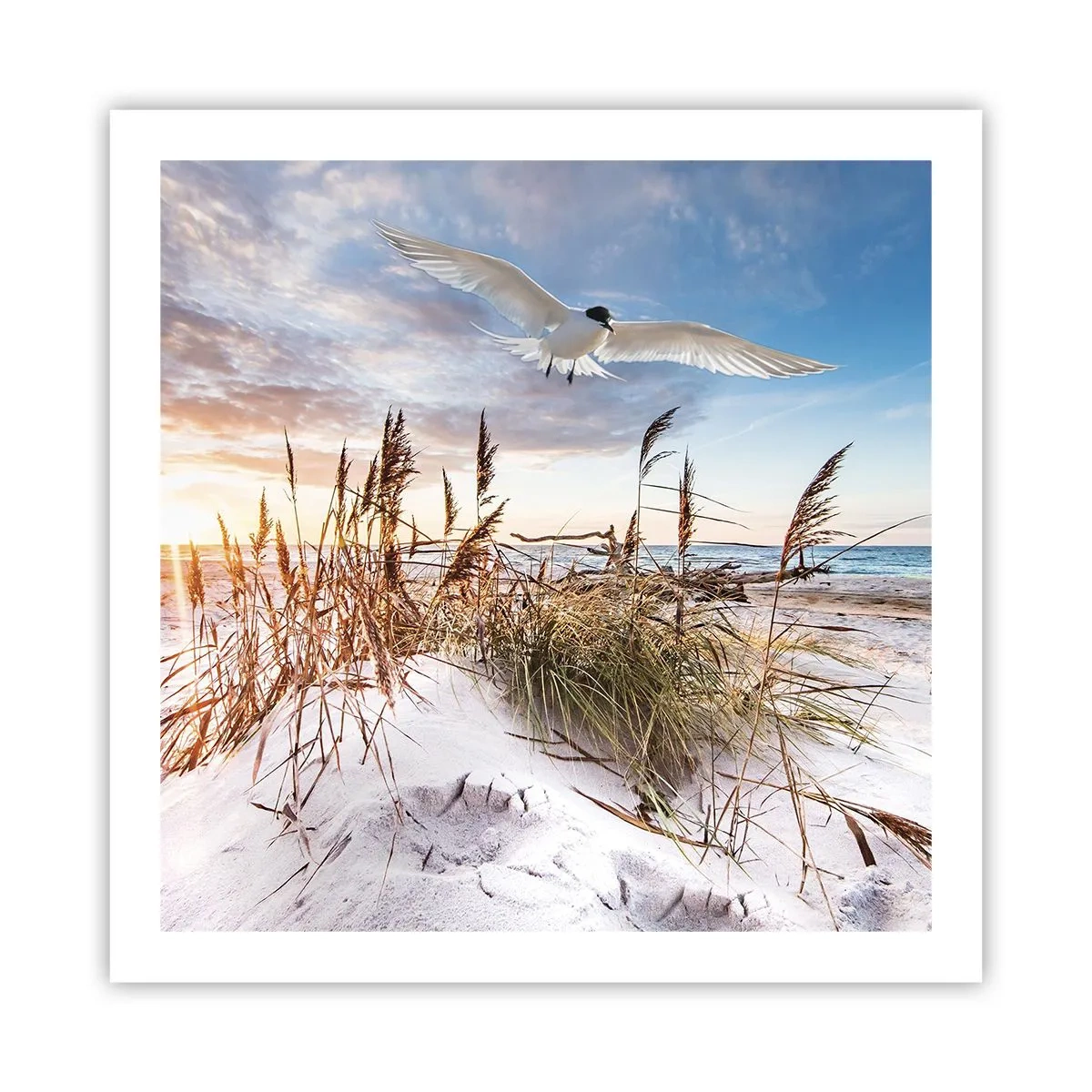 Poster - Wind vom Meer - 60x60 cm