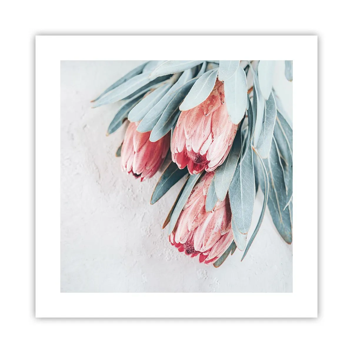 Poster - Schämen sich für ihre eigene Schönheit - 40x40 cm