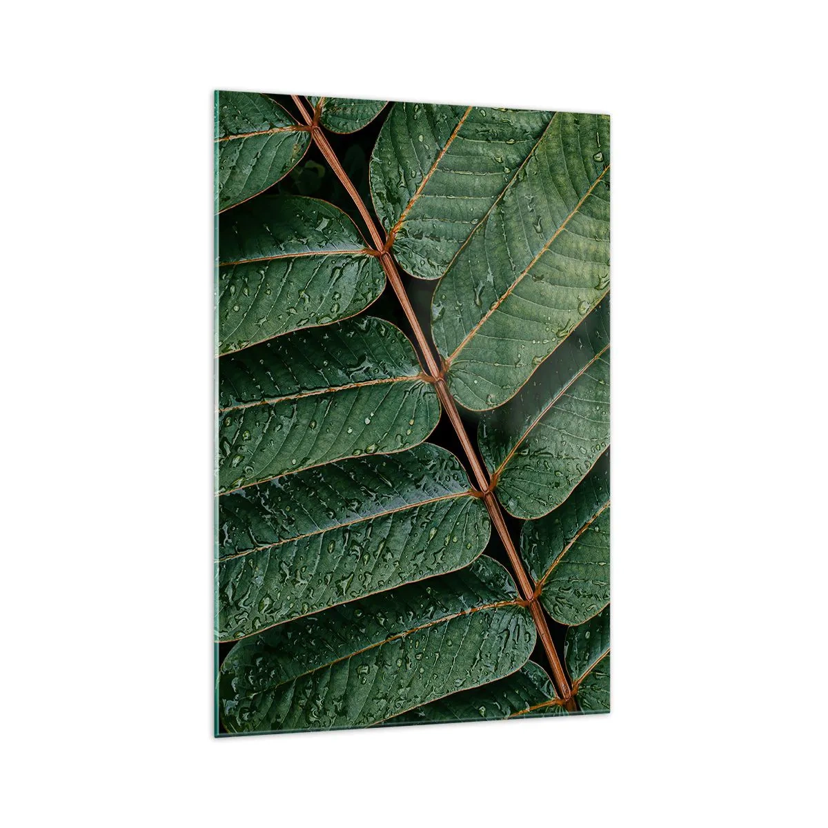 Glasbild - Bild auf glas - Makroaufnahme von grünen Blättern mit Tautropfen - 70x100cm - Im grünen Rhythmus - Moderne Wanddekoration für Wohnzimmer und Schlafzimmer ARTTOR