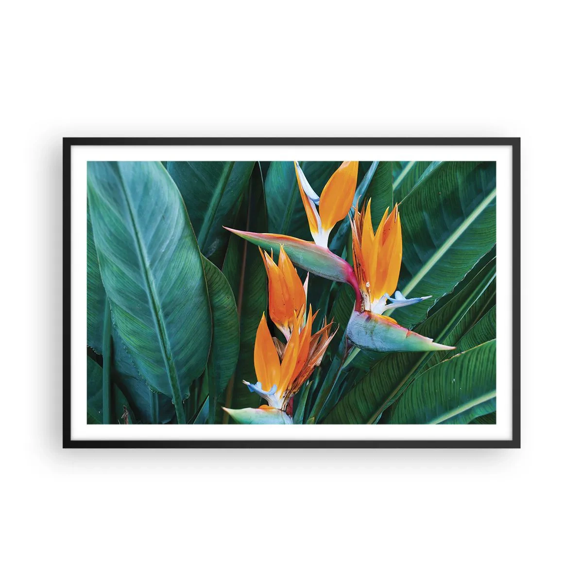 Poster in einem schwarzem Rahmen - Ist es eine Blume oder ist es ein Vogel? - 91x61 cm