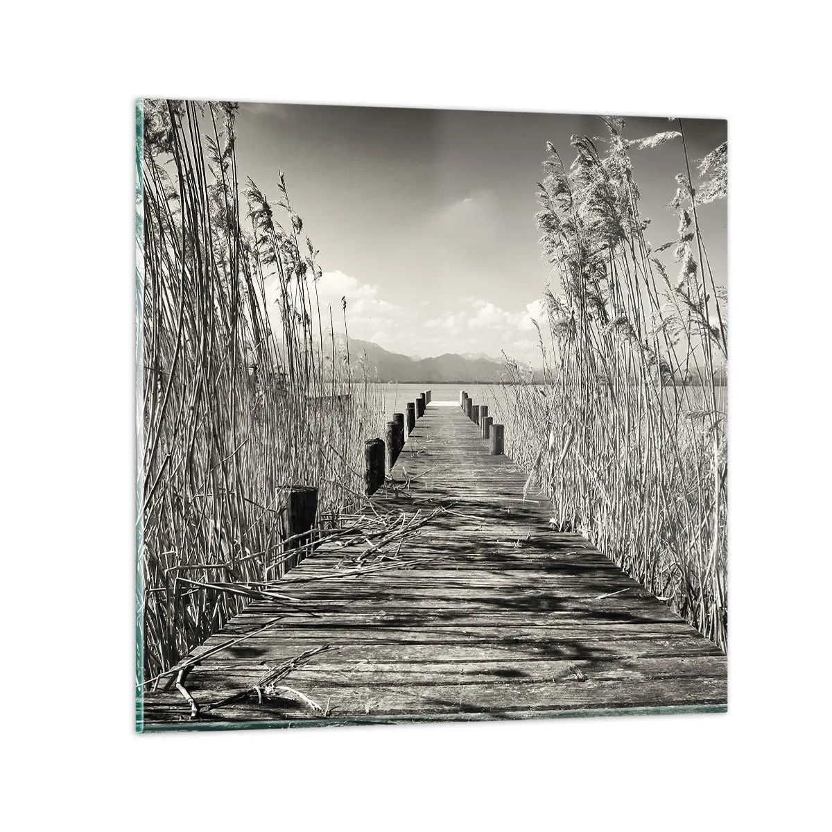 Glasbild - Bild auf glas - In der Stille des Grases - 30x30 cm