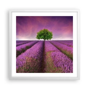 Poster in einem weißen Rahmen - Auf Lavendelfeldern - 50x50 cm