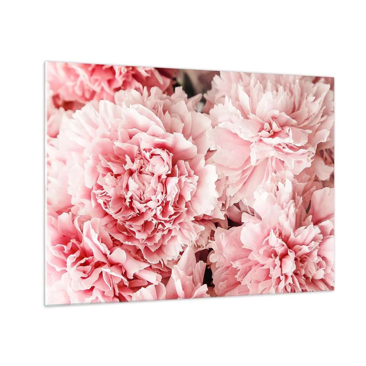 Glasbild - Bild auf glas - Nahaufnahme von rosa Pfingstrosen in voller Blüte - 70x50cm - Rosa Traum - Moderne Wanddekoration für Wohnzimmer und Schlafzimmer ARTTOR