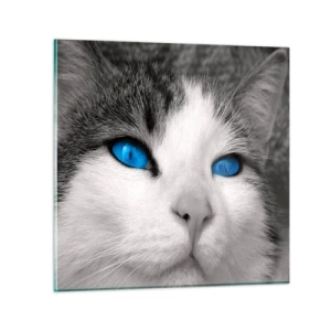 Glasbild - Bild auf glas - Ungewöhnlich blauäugig - 30x30 cm