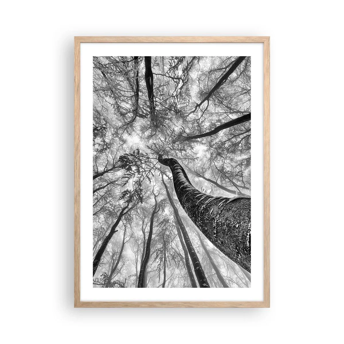 Poster in einem Rahmen aus heller Eiche - Rennen zum Licht - 50x70 cm