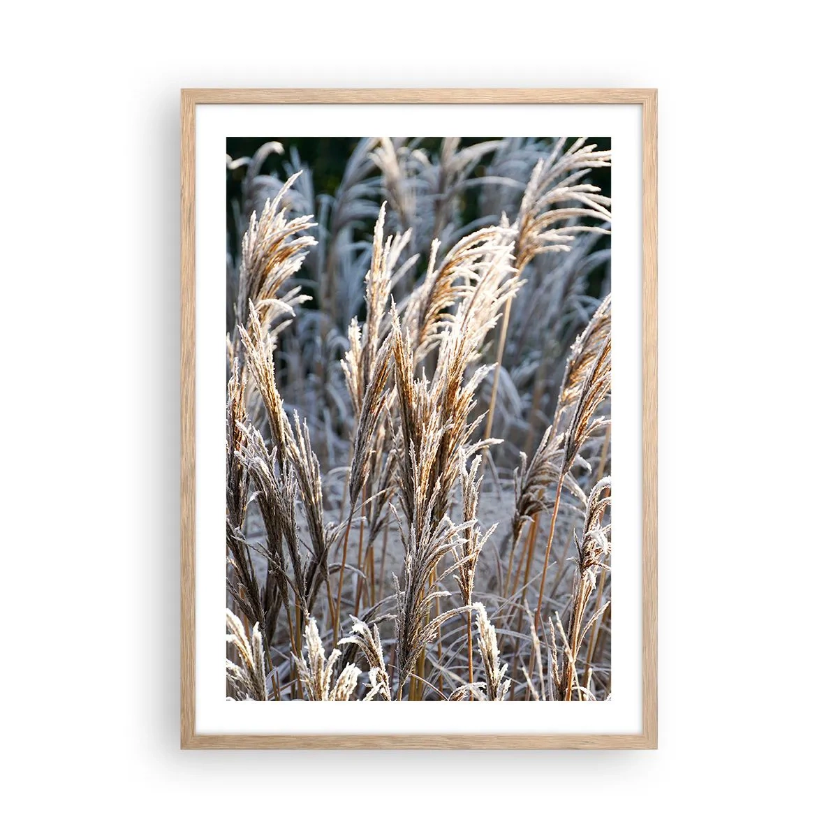 Poster in einem Rahmen aus heller Eiche - Gekleidet mit Frost - 50x70 cm