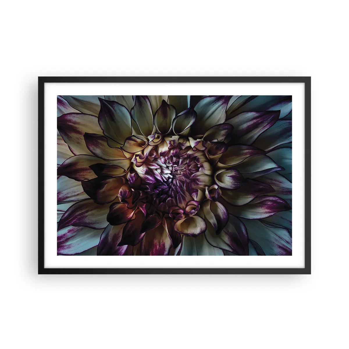Poster in einem schwarzem Rahmen - Nahaufnahme einer Dahlienblüte in dunklen Tönen - 70x50cm - Die Blütezeit der Jugend - Moderne Wanddekoration für Wohnzimmer und Schlafzimmer ARTTOR