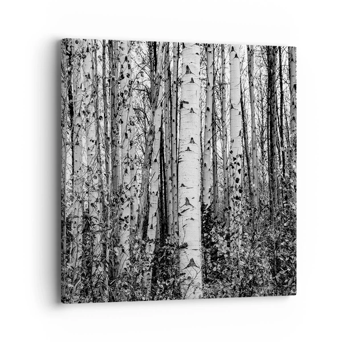 Bild auf Leinwand - Leinwandbild - Birkenkolonnade - 40x40 cm