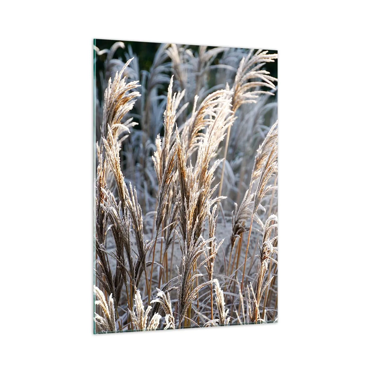 Glasbild - Bild auf glas - Gefrorene Gräser in der Wintersonne - 50x70cm - Gekleidet mit Frost - Moderne Wanddekoration für Wohnzimmer und Schlafzimmer ARTTOR