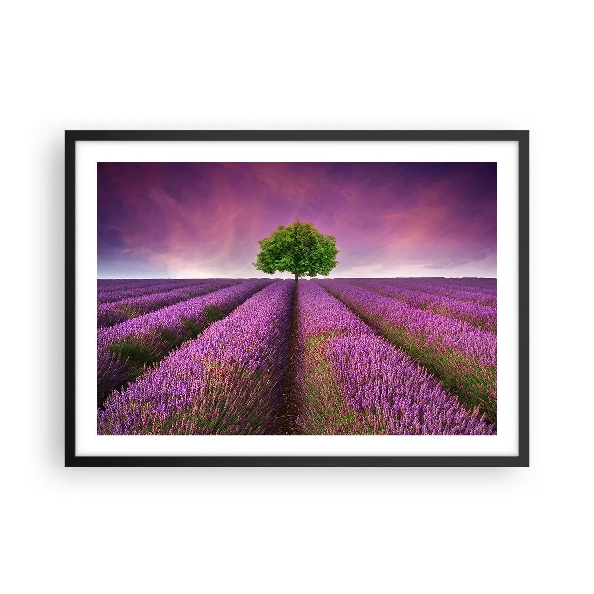 Poster in einem schwarzem Rahmen - Ein Lavendelfeld mit einem einsamen Baum und einem violetten Himmel - 70x50cm - Auf Lavendelfeldern - Moderne Wanddekoration für Wohnzimmer und Schlafzimmer ARTTOR