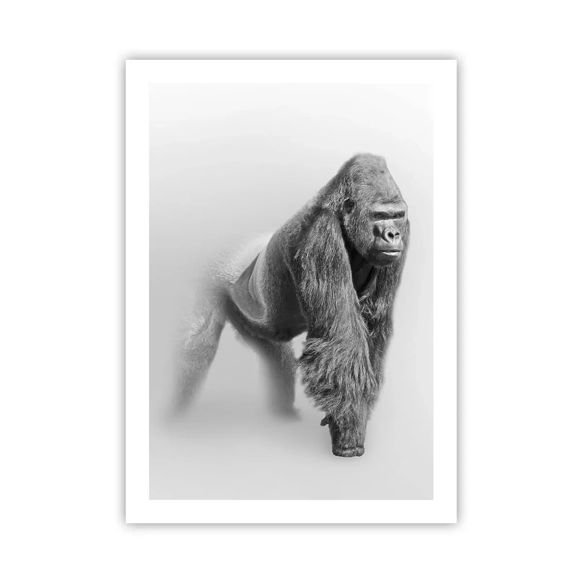 Poster - Porträt eines Gorillas vor minimalistischem Hintergrund - 50x70cm - Zuversichtlich in seiner Stärke - Moderne Wanddekoration für Wohnzimmer und Schlafzimmer ARTTOR