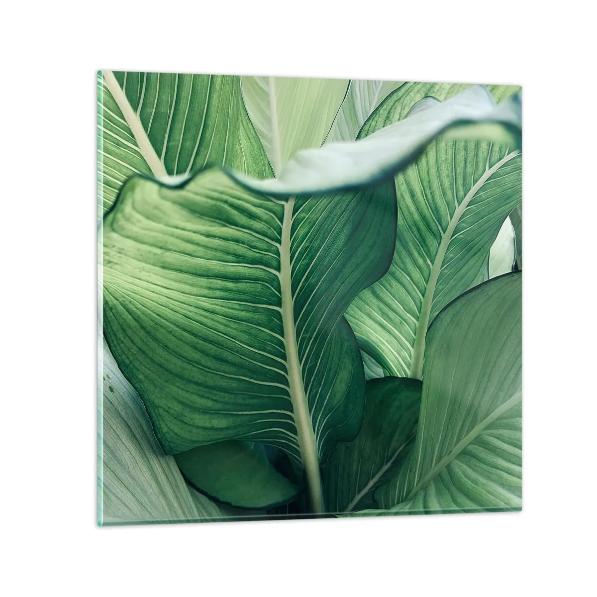 Glasbild - Bild auf glas - Intensiv grünes Leben - 50x50 cm