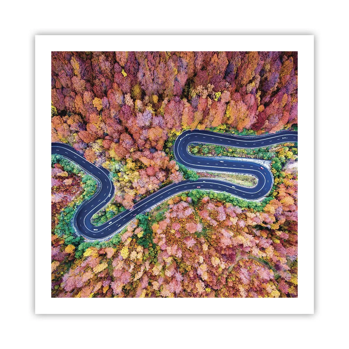 Poster - Kurvenreicher Weg durch den Wald - 60x60 cm