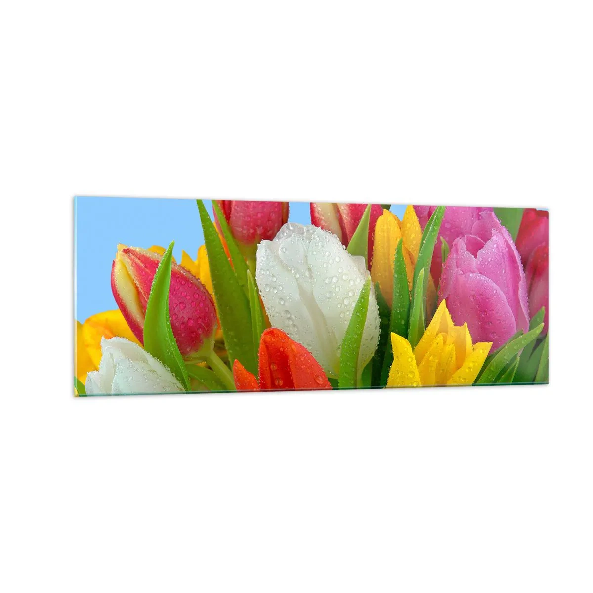 Glasbild - Bild auf glas - Bunte Tulpen mit Tautropfen auf blauem Hintergrund bedeckt - 140x50cm - Ein blumiger Regenbogen in Tautropfen - Moderne Wanddekoration für Wohnzimmer und Schlafzimmer ARTTOR
